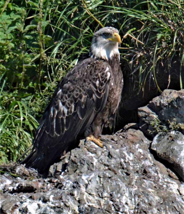 eagle